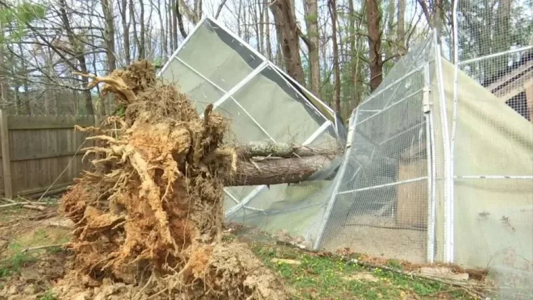 Fallen tree disrupting the structure of a chain-link fence in Johnson City, TN.